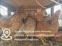 Chickens — الصورة 4