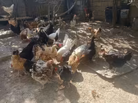Chickens — foto 2