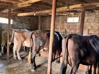 गाय, मवेशी — फ़ोटो 4