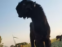 Kozel, Kozy — foto 3