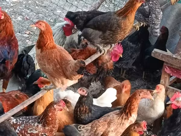 Тооктор