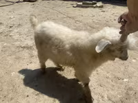 عنزة, Angora goats — الصورة 2