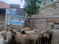 Qoç, Qoyunlar — foto 3