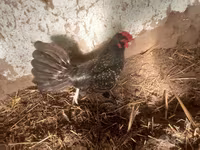 Japanisches Bantam — Foto 2