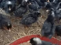 Chickens — 照片 6