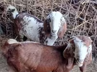 Koza, Beetal goats — foto 2