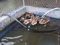 Ducks — photo 2