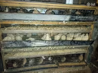 Quails — Foto 2