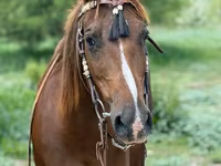 Stute, Quarter Horse — Foto 8