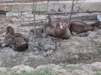 برونز — الصورة 3