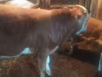 Bull, Simmental cattle — photo 2