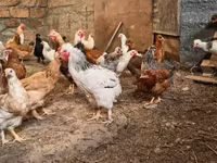 Chickens — foto 3