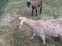 Goat, Goats — photo 6