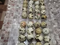 Quails — Foto 2