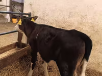 母牛, Aberdeen-Angus — 照片 2