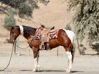 At, American paint horse — foto 5