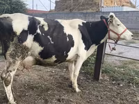 Kuh, Holstein-Rasse — Foto 3