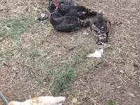 Turkeys — foto 1