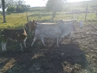 Buğa, Zebu — foto 3