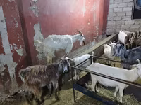 Goats (batch, sex not specified), Goats — photo 4