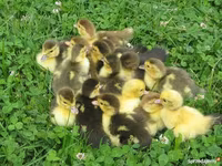 Domestic Muscovy — photo 1