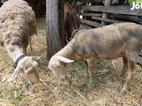 Ovce, Luzein sheep — foto 2
