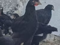 Chickens — الصورة 6