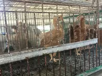 Chickens — Foto 2