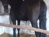 公马, Friesian — 照片 2