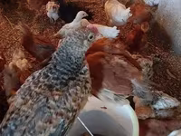 Brahma — Foto 1