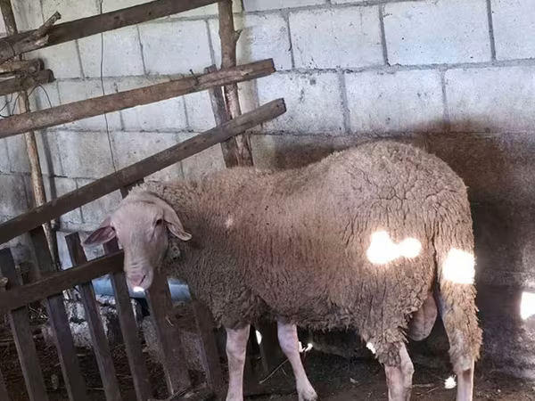 Ram, Baerchuke sheep