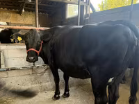 Vaca, Raza Holstein — foto 3