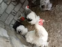 Brahma — photo 8