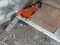 Chickens — photo 3