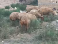 Qoyunlar (partiya, cinsi göstərilməyib), Qoyunlar — foto 8