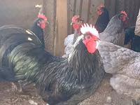 Australorp — foto 3