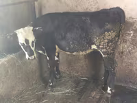 İnək, Swiss cattle — foto 3