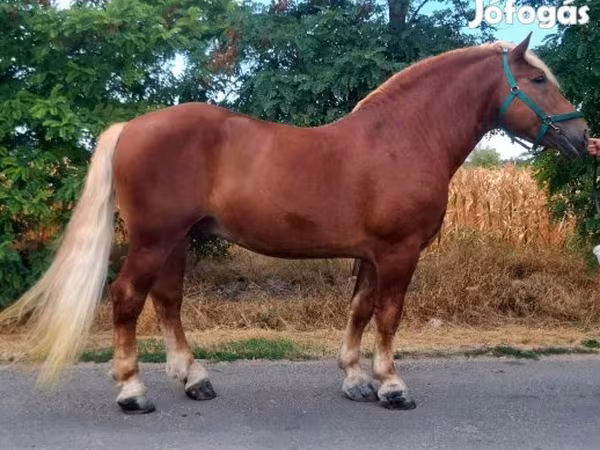 Kůň, Noriker