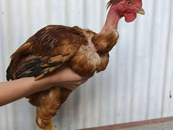 Chickens