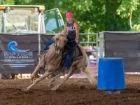 Hengst, Quarter Horse — Foto 5