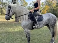 Cavalo, Andalusian horse — foto 1