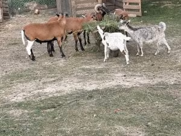 Ovelha, Cameroon sheep