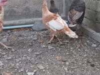 Burbon Qırmızı — foto 8