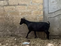 Dişi keçi, Murcia-Granada goats — foto 4