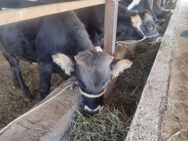 Bull, Cattle
