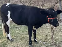 İnək, Latvian Blue cattle — foto 2
