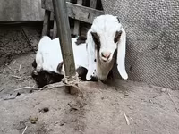 Keçi, Nubian Goat — foto 8