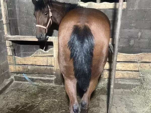 At, New Altai Horse