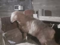 Baran, Hissar sheep — zdjęcie 1