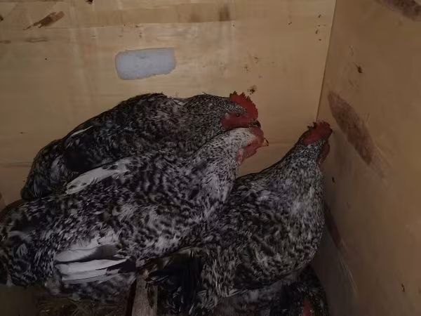 Chickens — Азербайджан
